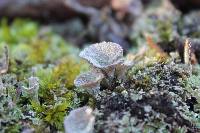 Cladonia chlorophaea image