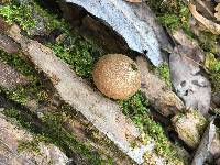 Lycoperdon pyriforme image