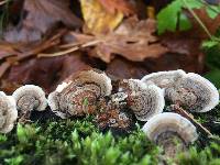 Trametes versicolor image