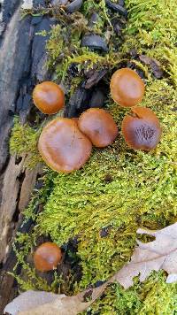 Galerina marginata image