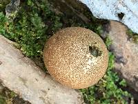 Lycoperdon pyriforme image