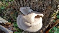 Pleurotus ostreatus image