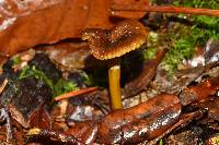 Craterellus tubaeformis image