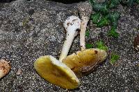 Amanita phalloides image