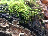 Trametes versicolor image