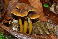 Craterellus tubaeformis image