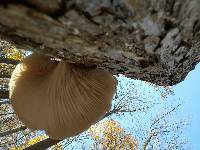 Pleurotus ostreatus image