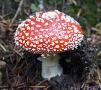 Amanita muscaria image