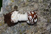 Amanita pantherina image