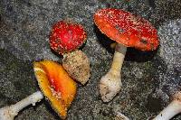 Amanita muscaria image