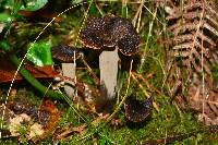 Craterellus cornucopioides image