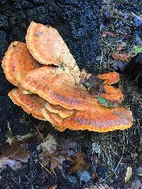 Laetiporus gilbertsonii image