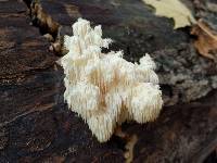 Hericium americanum image