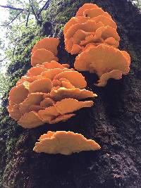 Laetiporus gilbertsonii image