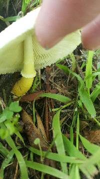 Leucocoprinus birnbaumii image