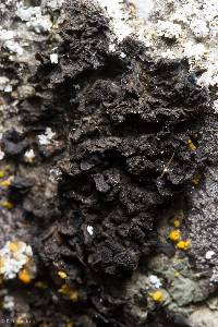 Collema furfuraceum image