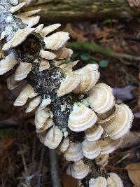 Trametes versicolor image