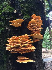 Laetiporus gilbertsonii image