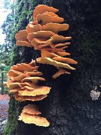 Laetiporus gilbertsonii image