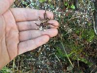 Marasmius capillaris image