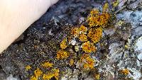 Xanthoria ulophyllodes image