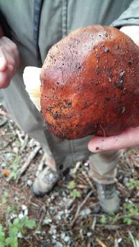 Imleria badia image