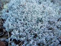 Cladonia rangiferina image