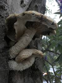 Agrocybe parasitica image