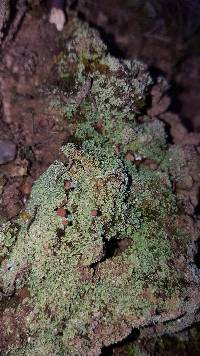 Cladonia peziziformis image