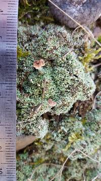 Cladonia peziziformis image