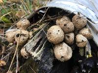 Lycoperdon pyriforme image