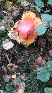 Amanita muscaria image