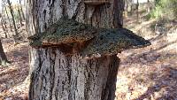 Phellinus rimosus image