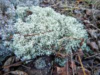 Cladonia mitis image