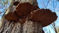 Phellinus rimosus image