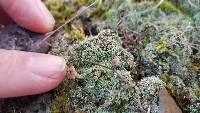 Cladonia peziziformis image