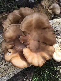 Pleurotus ostreatus image