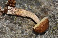 Image of Leccinum carpini