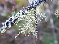 Usnea hirta image