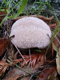 Lycoperdon perlatum image