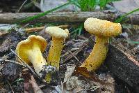 Cantharellus lateritius image