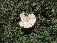 Chlorophyllum molybdites image