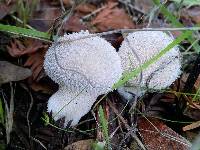 Lycoperdon perlatum image