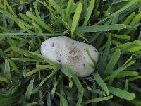 Chlorophyllum molybdites image