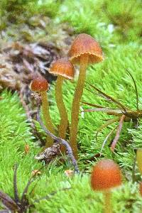 Galerina vittiformis image