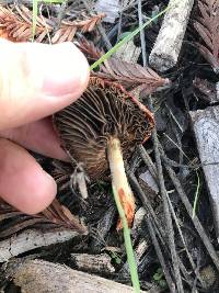 Leratiomyces ceres image