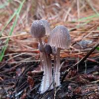 Mycena capillaripes image