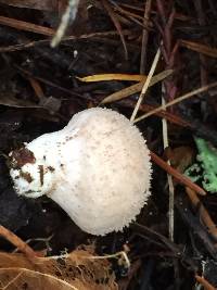 Lycoperdon perlatum image