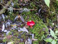 Amanita muscaria image