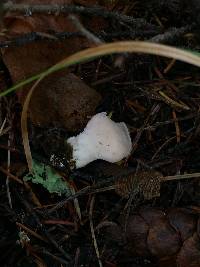 Lycoperdon perlatum image